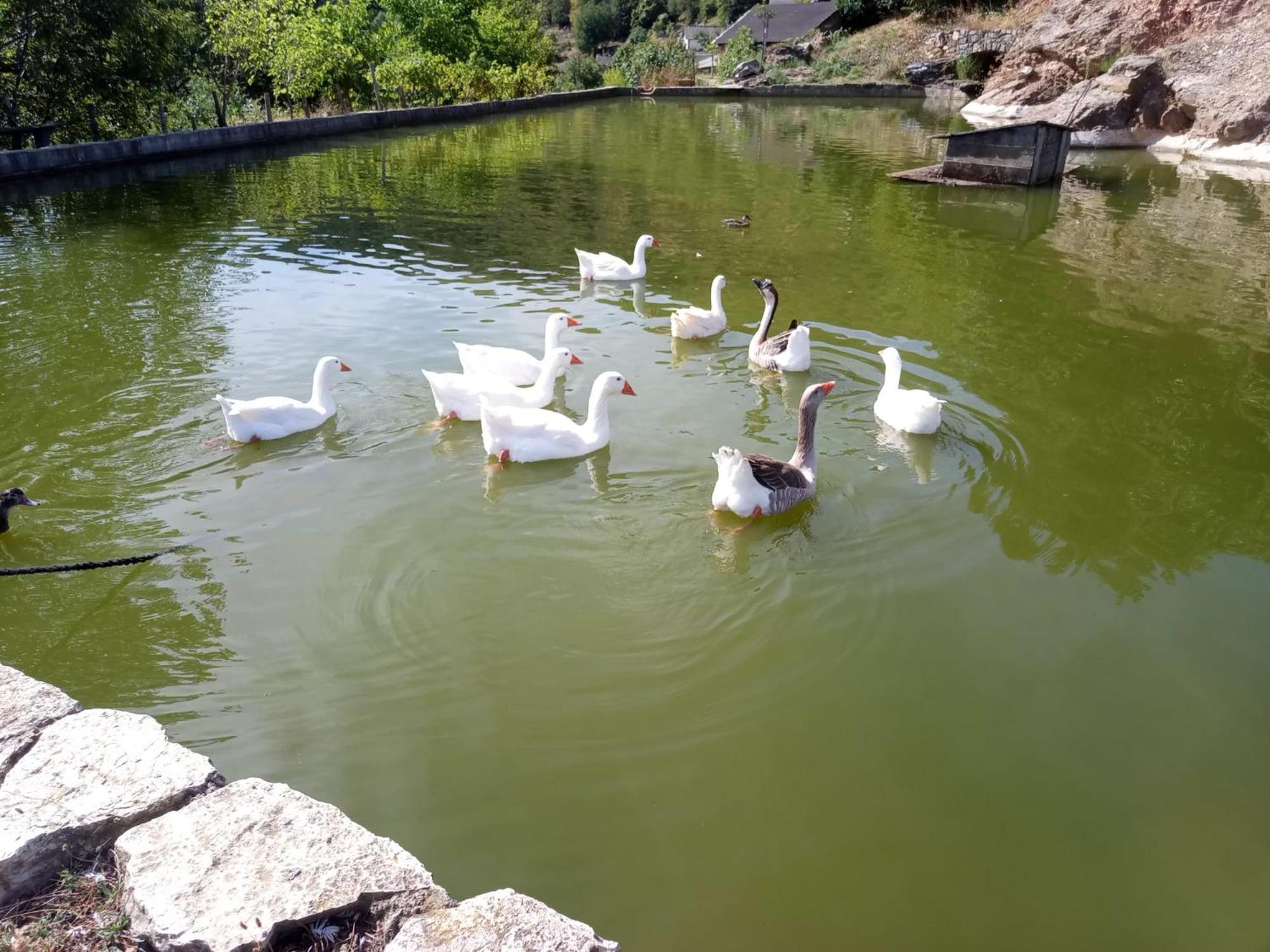 Отель La Ferme Des Cevennes Florac Экстерьер фото