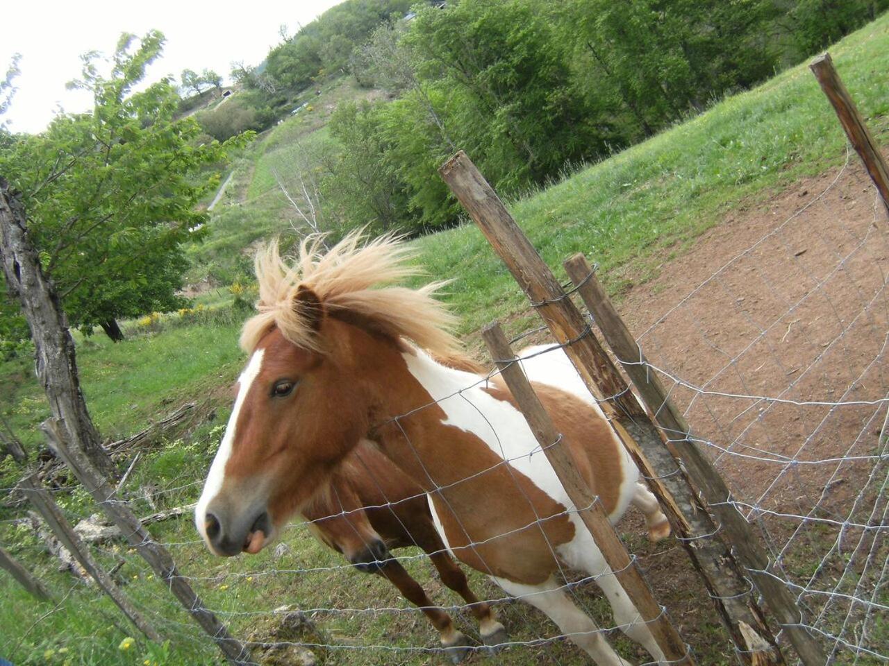Отель La Ferme Des Cevennes Florac Экстерьер фото